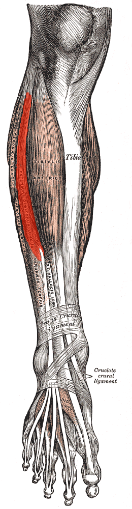 Extensor digitorum longus.png