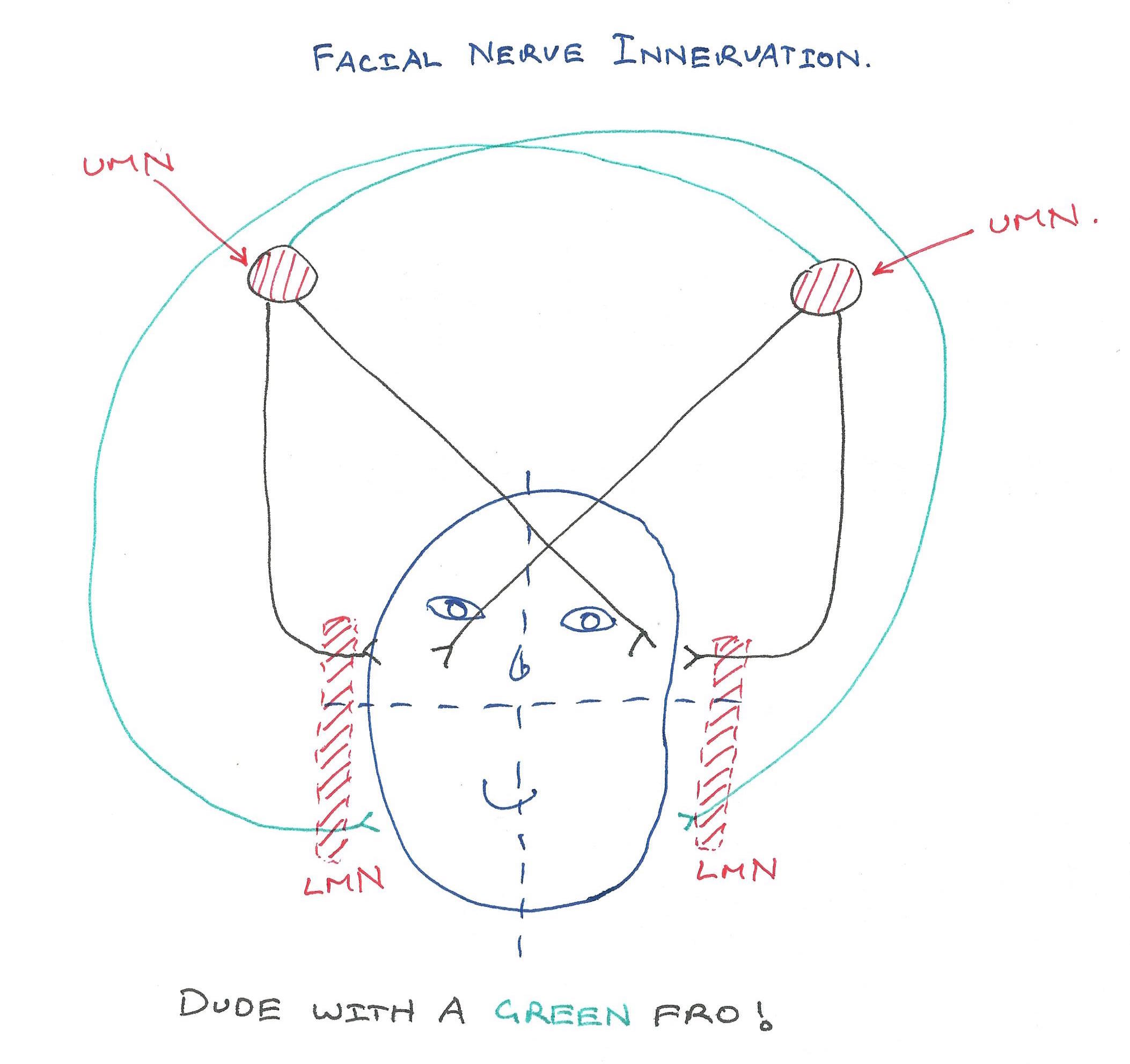 Facial Nerve Innervation (1).jpg