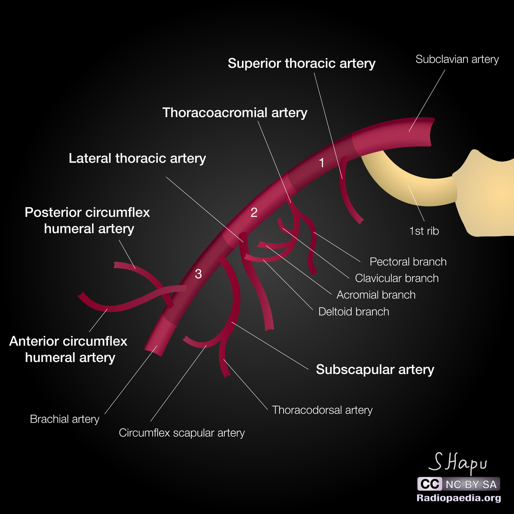 Axillary-artery-diagrams.jpg