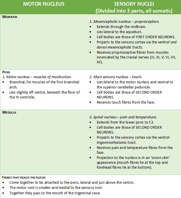 Trigeminal Nuclei.jpg