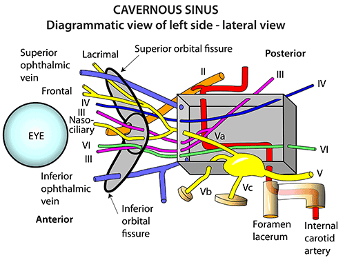 Cavernous Sinus 2.png