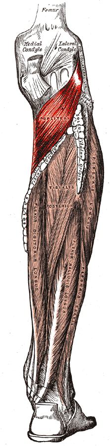 Gray439-Musculus popliteus.png