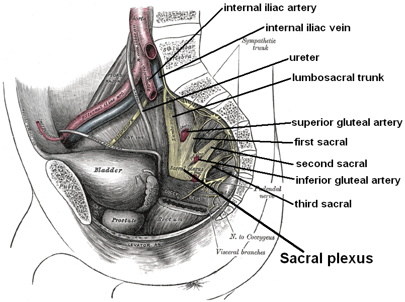 Relations of the sacral plexus.png