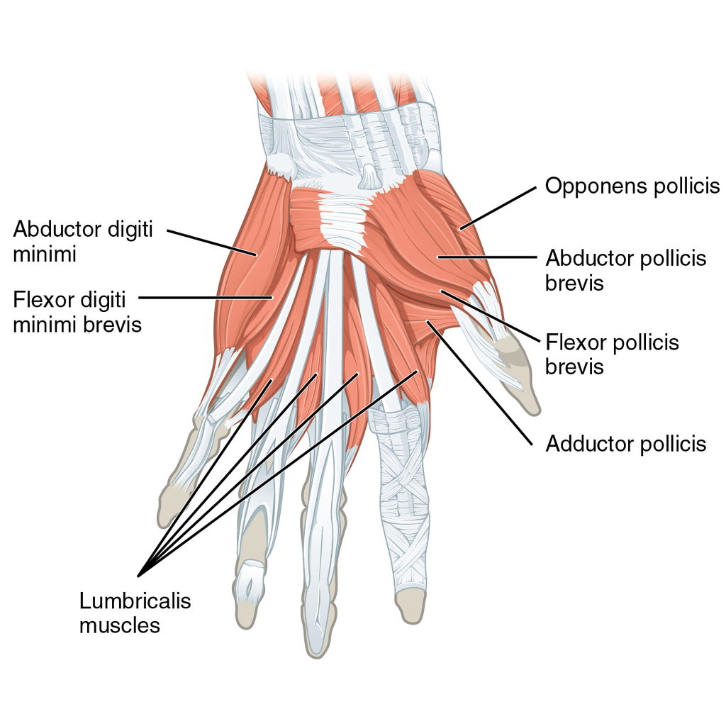 Intrinsic-muscles-of-the-hand.jpg