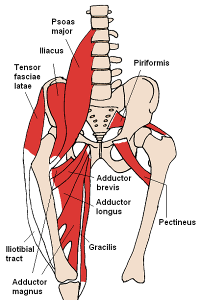 400px-Anterior Hip Muscles 2.PNG