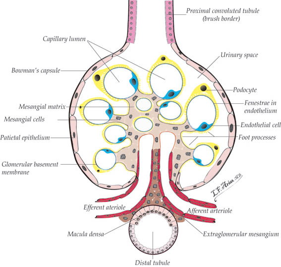 Glomerulus scheme.jpg