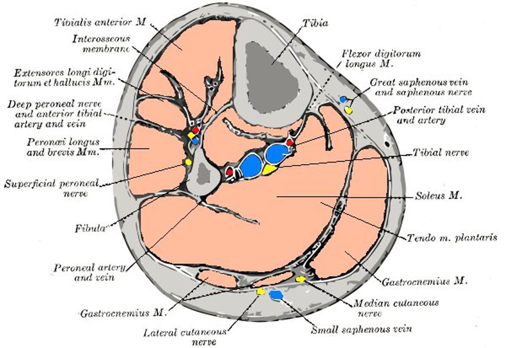 Lower-leg-axial-section-grays-anatomy-illustration-1.jpg