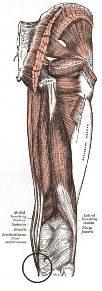 Pes-anserinus-tendon-diagram-1.png