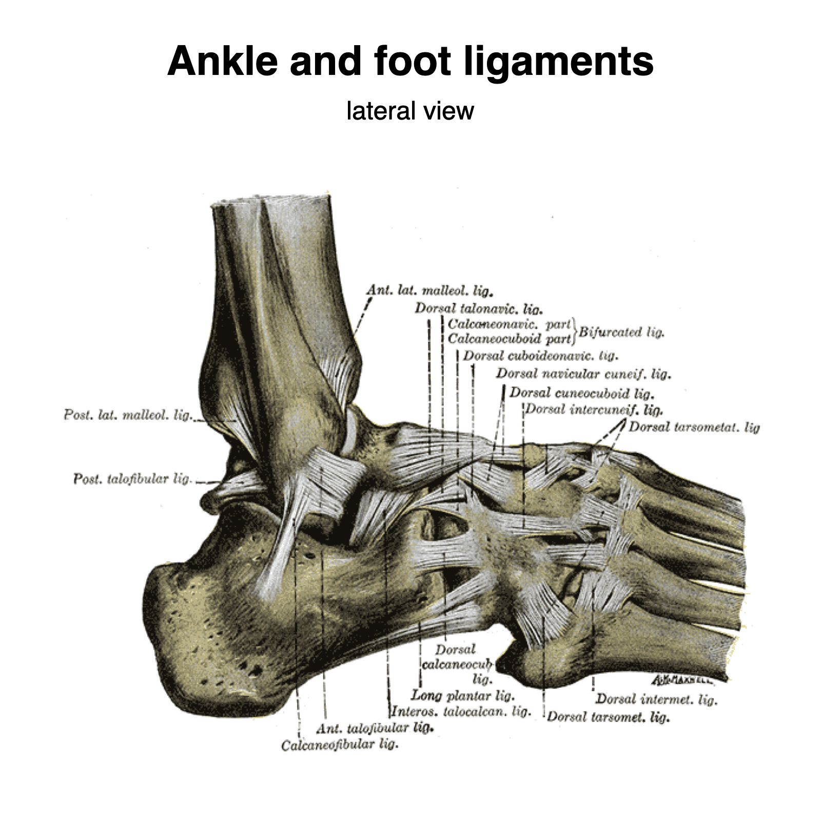 Ankle-and-foot-ligaments-grays-illustrations.jpeg