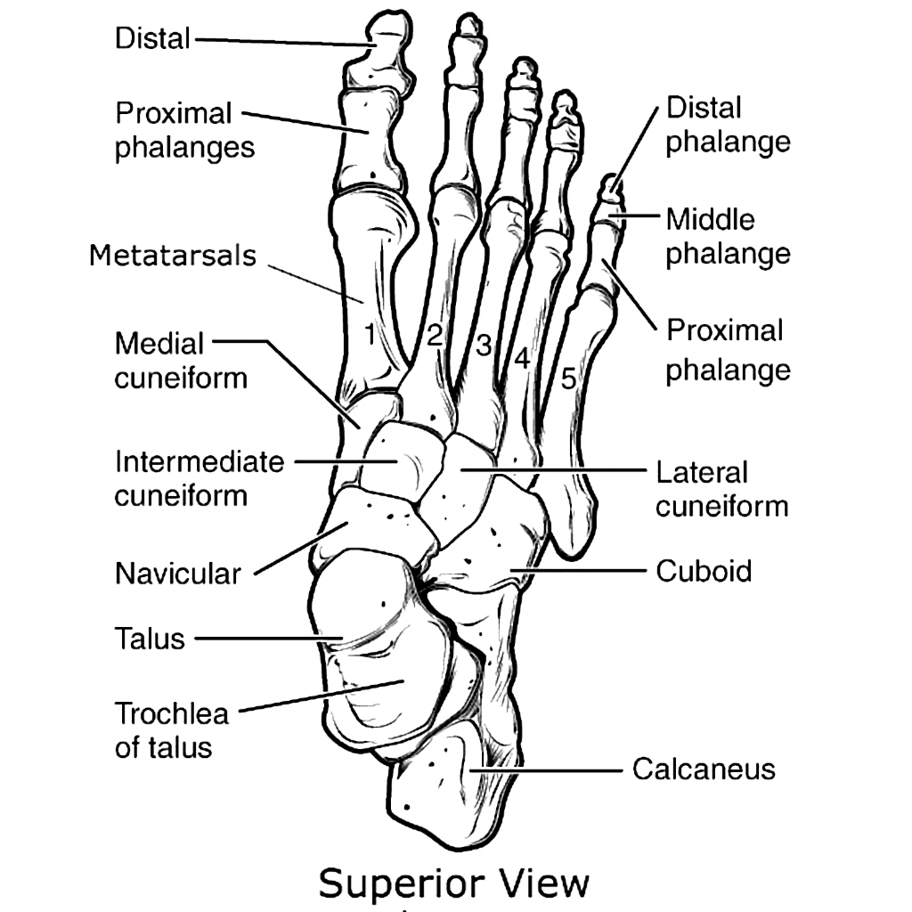 Lower-limb-bones.jpg