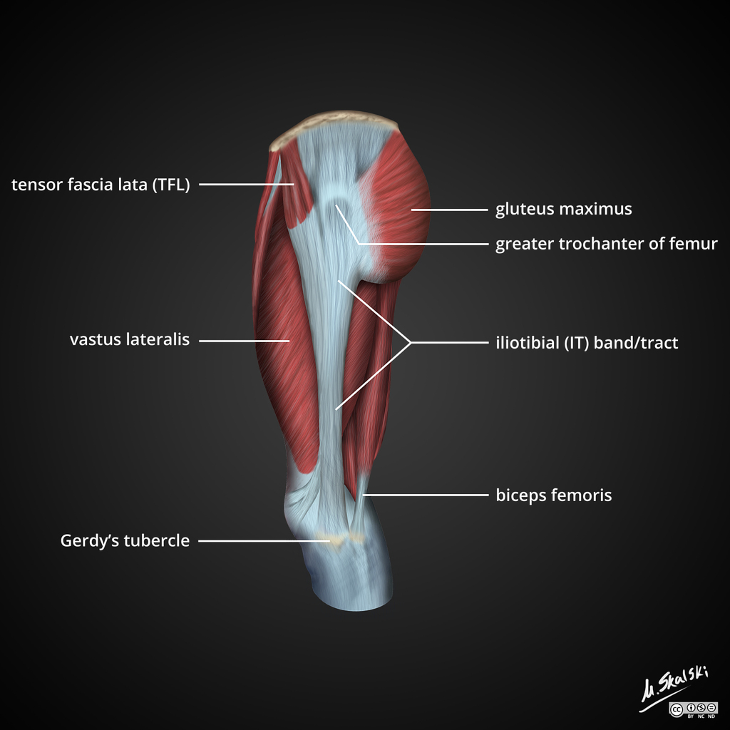 Iliotibial-band-itb-anatomy-diagrams.jpg