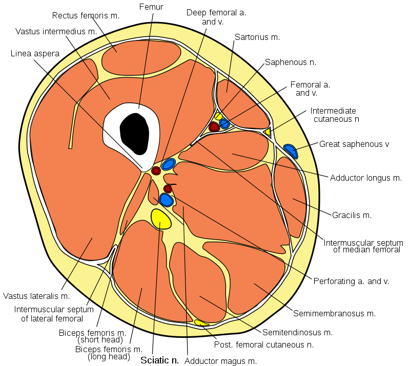 800px-Thigh cross section.svg.png