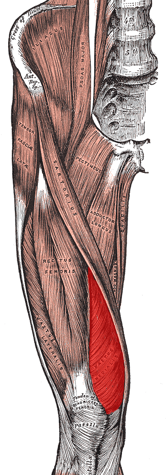 Vastus medialis muscle.png