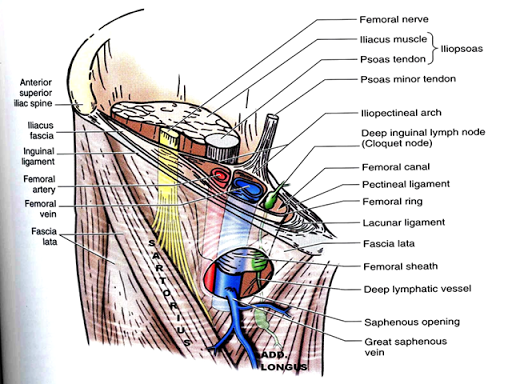 Femoral-sheath-proper.png