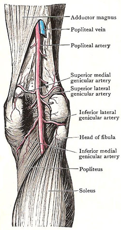 Popliteal artery.jpg