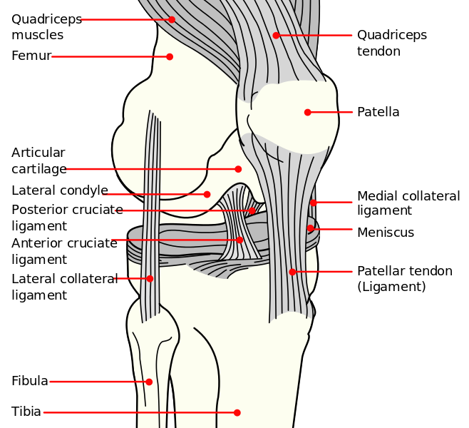 658px-Knee diagram.svg.png