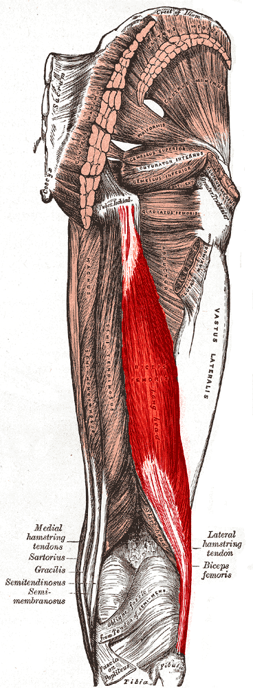 Biceps femoris muscle long head.PNG