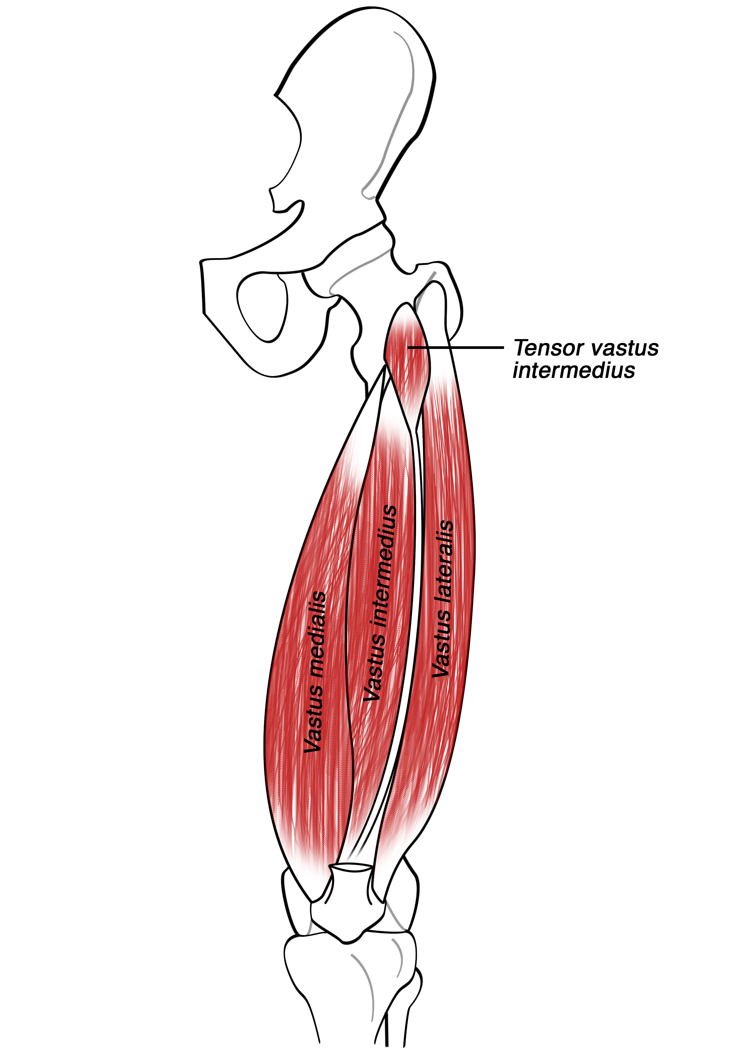 Tensor vastus intermedius muscle.jpg