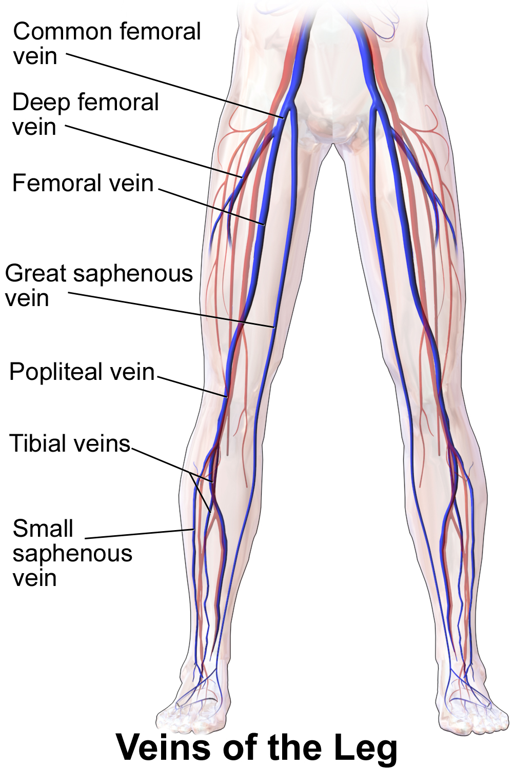 Blausen 0609 LegVeins.png