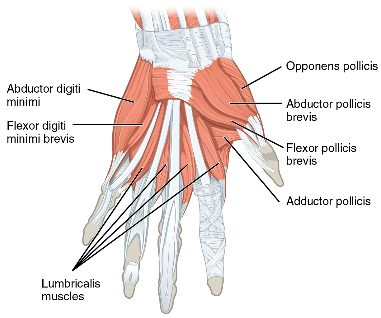 1121 Intrinsic Muscles of the Hand Superficial sin.png