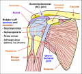 800px-Shoulder joint.svg.png